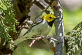 Hermit Warbler Setophaga occidentalis