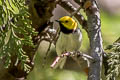 Hermit Warbler Setophaga occidentalis