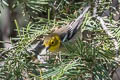 Hermit Warbler Setophaga occidentalis