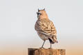 Horned Lark Eremophila alpestris enthymia (Shore Lark)