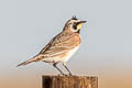 Horned Lark Eremophila alpestris enthymia (Shore Lark)