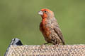 House Finch Haemorhous mexicanus frontalis