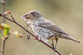 House Finch Haemorhous mexicanus frontalis