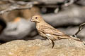 House Finch Haemorhous mexicanus frontalis