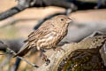 House Finch Haemorhous mexicanus frontalis