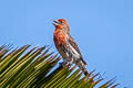 House Finch Haemorhous mexicanus frontalis