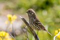 House Finch Haemorhous mexicanus frontalis