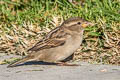 House Sparrow Passer domesticus domesticus