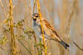 House Sparrow Passer domesticus domesticus