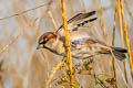 House Sparrow Passer domesticus domesticus