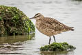 Hudsonian Whimbrel Numenius hudsonicus rufiventris