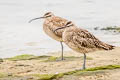 Hudsonian Whimbrel Numenius hudsonicus rufiventris