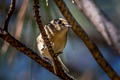 Hutton's Vireo Vireo huttoni huttoni