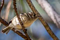 Hutton's Vireo Vireo huttoni huttoni