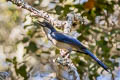 Island Scrub Jay Aphelocoma insularis