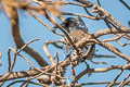 Island Scrub Jay Aphelocoma insularis