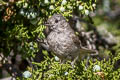 Juniper Titmouse Baeolophus ridgwayi ridgwayi