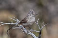 Juniper Titmouse Baeolophus ridgwayi ridgwayi