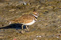 Killdeer Charadrius vociferus vociferus