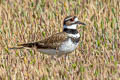 Killdeer Charadrius vociferus vociferus