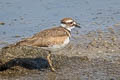 Killdeer Charadrius vociferus vociferus