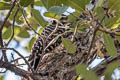 Ladder-backed Woodpecker Dryobates scalaris cactophilus