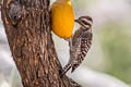 Ladder-backed Woodpecker Dryobates scalaris cactophilus