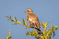 Lark Sparrow Chondestes grammacus strigatus