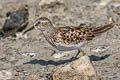 Least Sandpiper Calidris minutilla