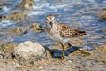 Least Sandpiper Calidris minutilla