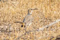 LeConte's Thrasher Toxostoma lecontei lecontei