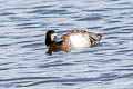 Lesser Scaup Aythya affinis