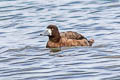 Lesser Scaup Aythya affinis