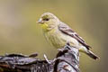 Lesser Goldfinch Spinus psaltria hesperophila (Dark-backed Goldfinch)