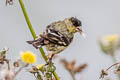 Lesser Goldfinch Spinus psaltria hesperophila (Dark-backed Goldfinch)