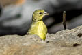 Lesser Goldfinch Spinus psaltria psaltria (Dark-backed Goldfinch)