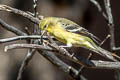 Lesser Goldfinch Spinus psaltria psaltria (Dark-backed Goldfinch)