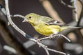 Lesser Goldfinch Spinus psaltria psaltria (Dark-backed Goldfinch)