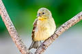 Lesser Goldfinch Spinus psaltria hesperophila (Dark-backed Goldfinch)