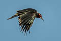 Lewis's Woodpecker Melanerpes lewis