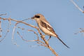 Loggerhead Shrike Lanius ludovicianus excubitorides 