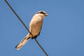 Loggerhead Shrike Lanius ludovicianus excubitorides 