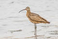 Long-billed Curlew Numenius americanus