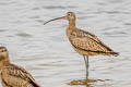 Long-billed Curlew Numenius americanus