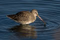 Long-billed Dowitcher Limnodromus scolopaceus