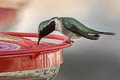 Lucifer Sheartail Calothorax lucifer (Lucifer Hummingbird)