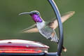 Lucifer Sheartail Calothorax lucifer (Lucifer Hummingbird)