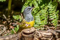 MacGillivray's Warbler Geothlypis tolmiei monticola