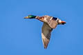 Mallard Anas platyrhynchos platyrhynchos