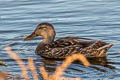 Mallard Anas platyrhynchos platyrhynchos